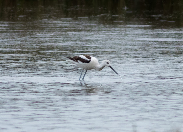 American Avocet - Merritt Island, Florida