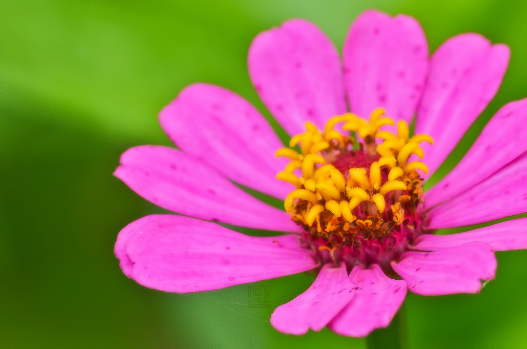 The Explorer Cosmos Caudatus Bunga Ulam Raja