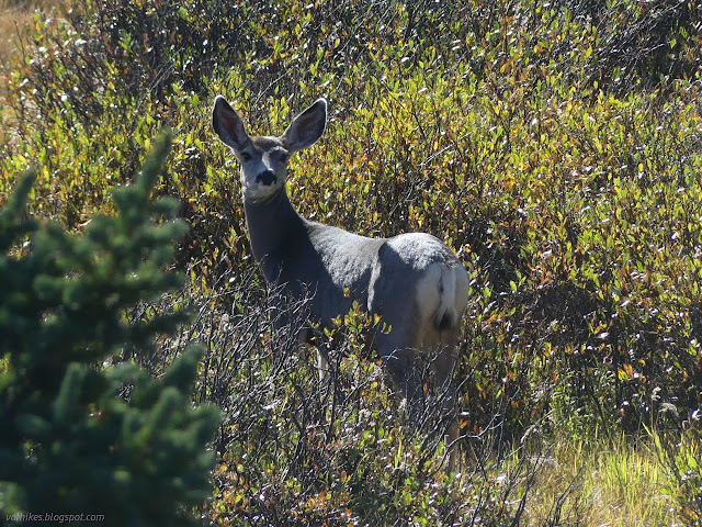 036: smaller two toed ungulate