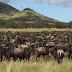 Safari tours New Eco Lodge at Middle of Serengeti National Park for
wildebeest migration Kubu Kubu camp