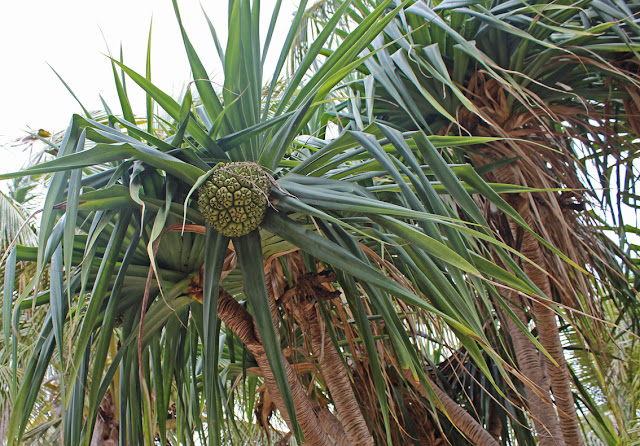 pandanus