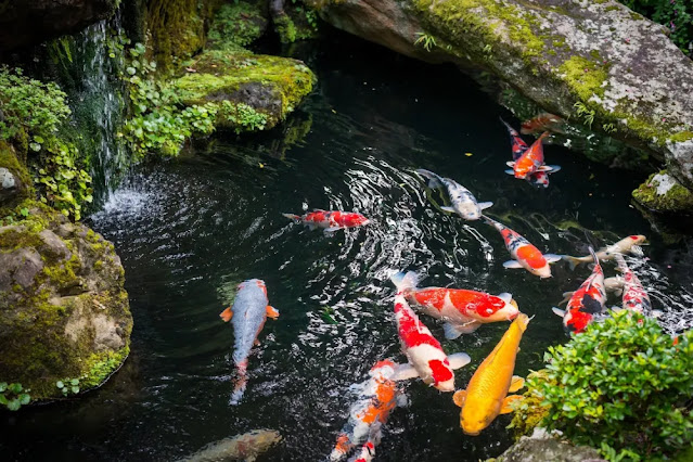 Merawat Kolam Ikan Koi