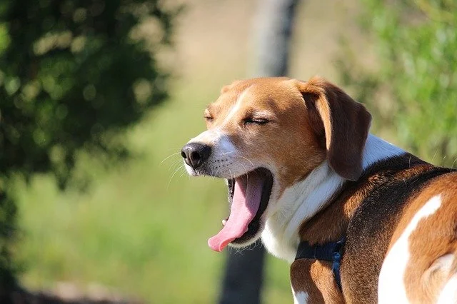 Hình ảnh giống chó Beagle