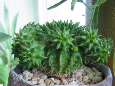 多肉 植物 ドラゴンボール 240217-多肉 植物 ドラゴンボール 株分け