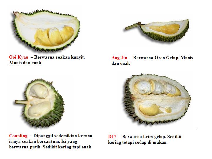 Jom kenali Jenis Durian ~ Extralicious Bites