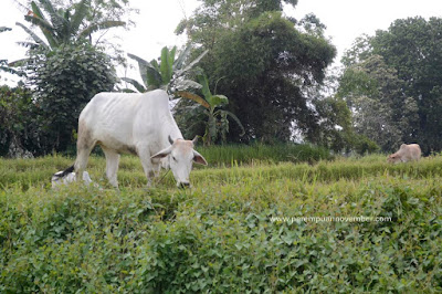 kebun teh bah butong sidamanik pematangsiantar