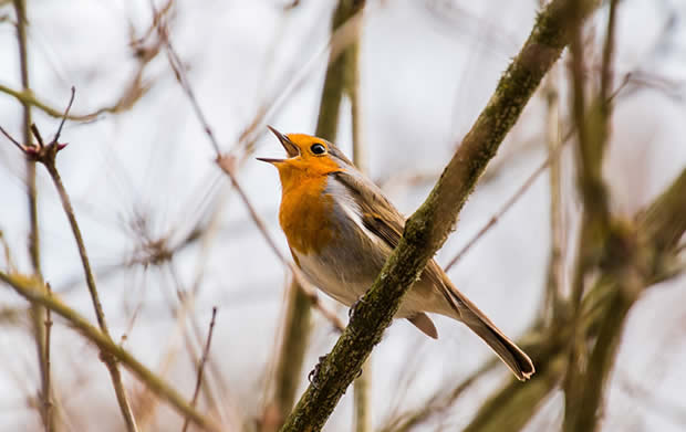 Por que as aves cantam ou vocalizam - Entenda