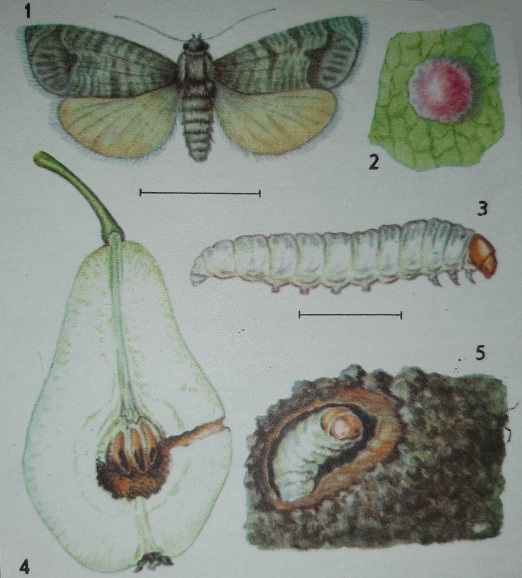Грушевая плодожорка (Cydia pyrivora, =Laspeyresia pyrivora, =Carpocapsa pyrivora)