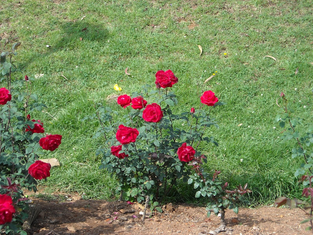 Ooty Rose Garden