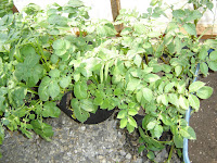 Green House Potato Experiment - starting to flower