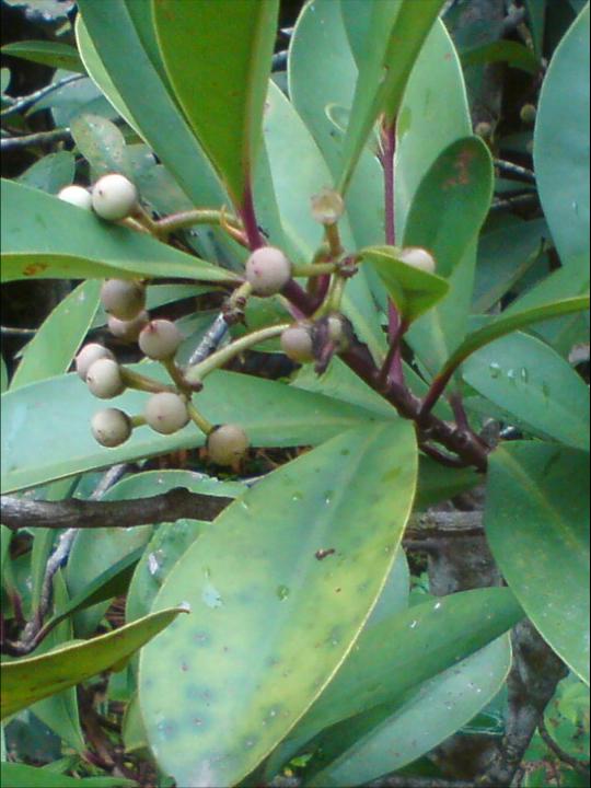 Pokok herba,bunga, ulaman dan segala jenis tumbuhan: pokok 