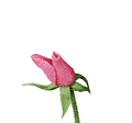 1350_animado