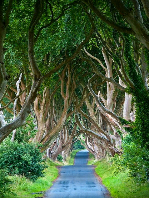 The Dark Hedges, Northern Ireland