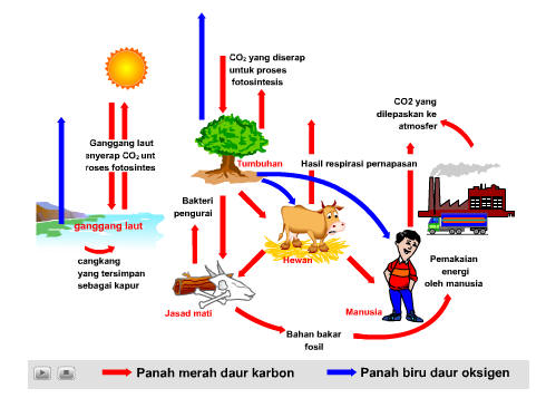 KAMUS PENGETAHUAN: DAUR / SIKLUS KARBON DAN OKSIGEN