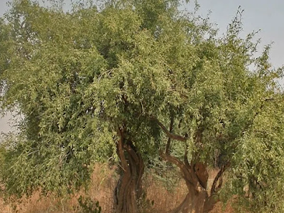 Jaal Tree at Namal Lake