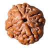  FOUR (4) MUKHI RUDRAKSHA