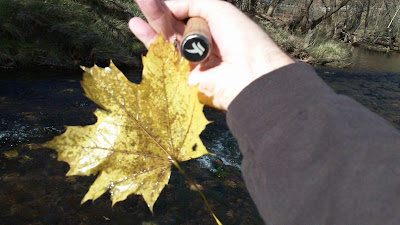 leaf fish