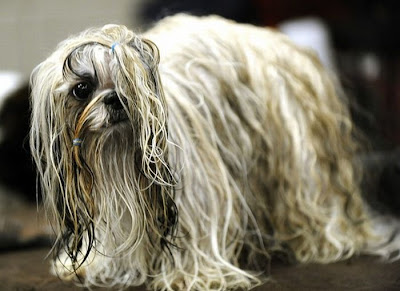 Backstage At The 135th Annual Westminster Dog Show Seen On www.coolpicturegallery.us