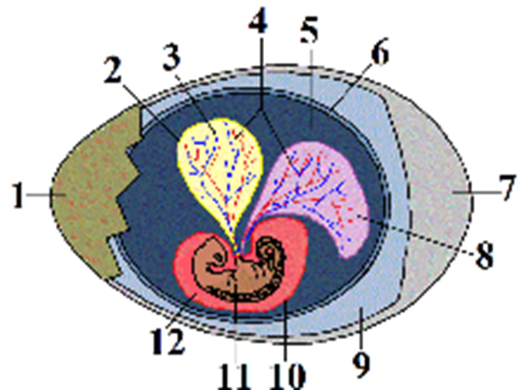 Partes del huevo amniótico. Diagrama de huevo de cocodrilo 1. cáscara de huevo, 2. saco vitelino, 3. yema (nutrientes), 4. vasos, 5. amnios, 6. corion, 7. espacio aéreo, 8. alantois, 9. albúmina (clara de huevo), 10. saco amniótico, 11. embrión de cocodrilo, 12. líquido amniótico.