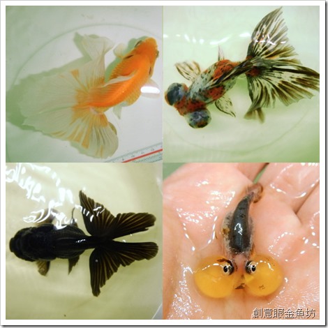 創意眼金魚坊 專營精緻金魚 特殊金魚 買金魚 找金魚 賣金魚請來專業金魚水族館 金魚專賣店 金魚專門店 歡迎有開店時間現場參觀 進魚快訊 新進魚隻種類 價格15 9 6