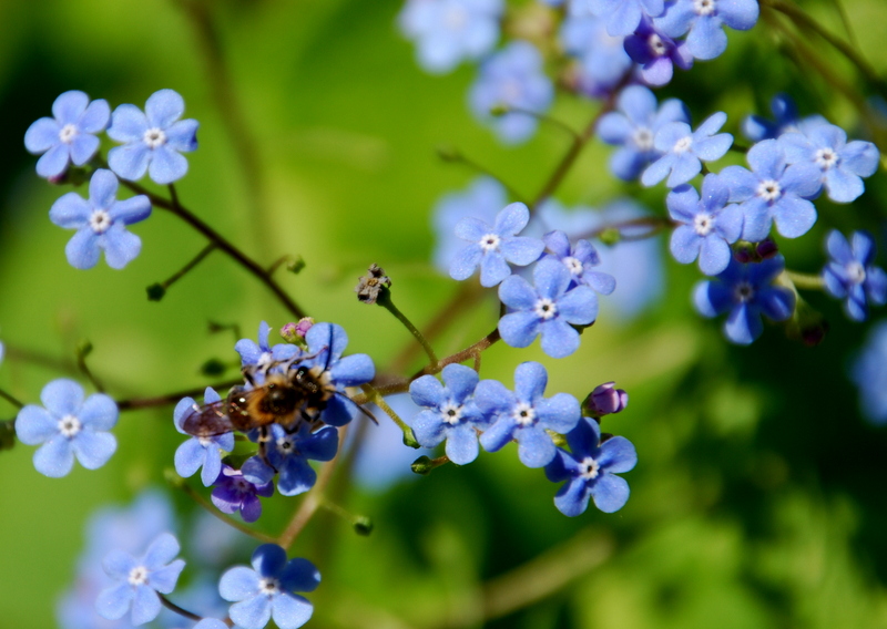 拈花惹草集 勿忘我花 Forget Me Not