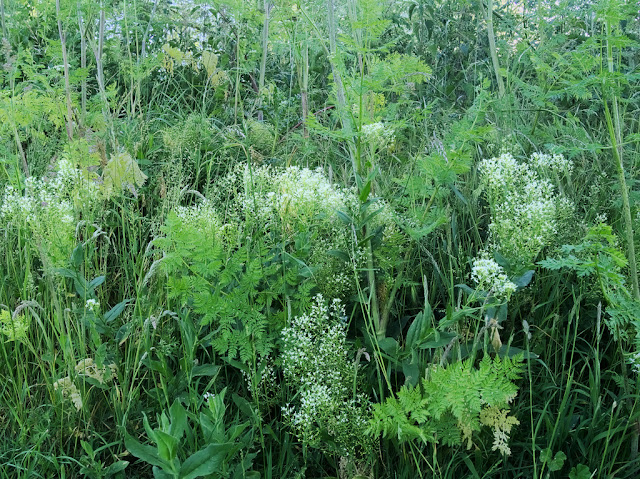 Short white umbellifers in grass with hemlock leaves