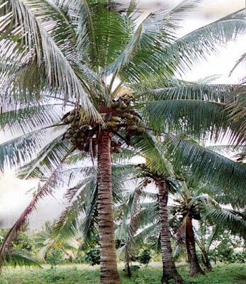 khasiat buah kelapa