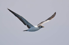 Masked Booby