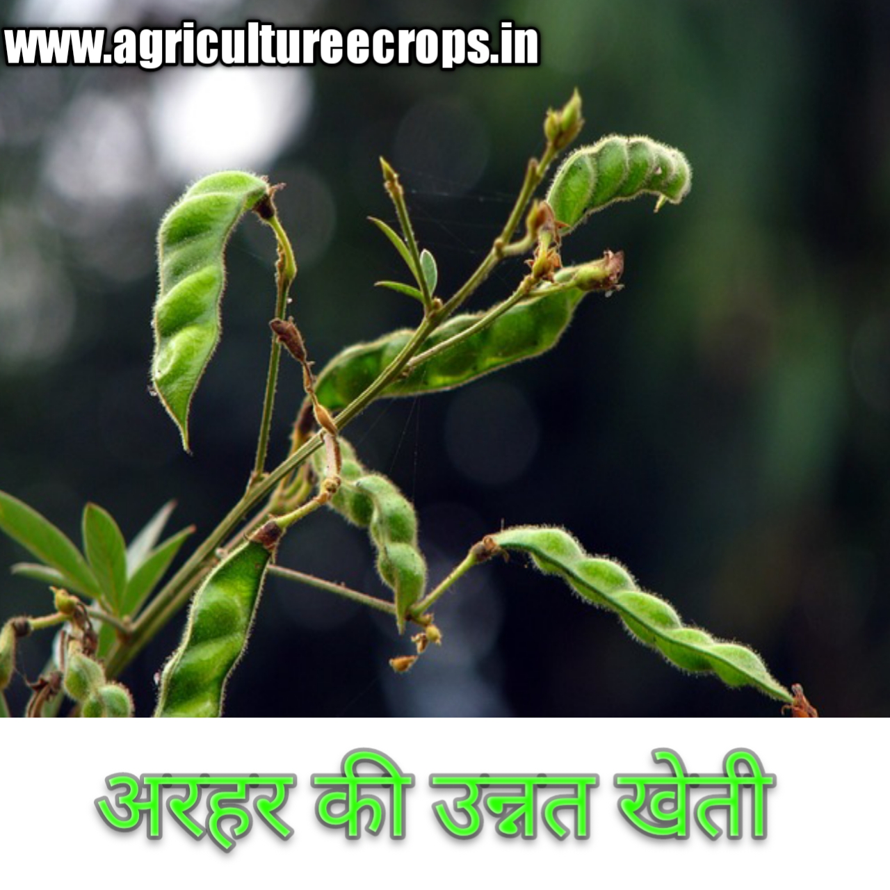 अधिक उत्पादन पाने के लिए तुर अथवा अरहर ( Redgram or pigeon pea in hindi ) की उन्नत खेती कैसे करें ?