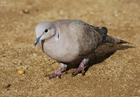 Tórtola turca (Streptopelia decaocto)​