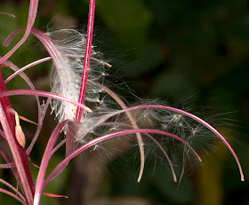 Rosebay Willowherb seeds, Epilobium angustifolium, on Orchid Bank. High Elms Country Park, 22 August 2011.