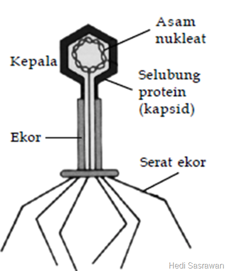 6 Struktur Tubuh Virus