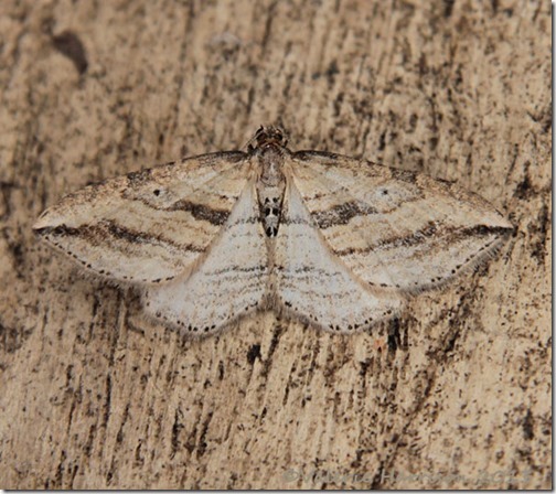 oblique-carpet