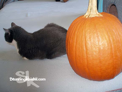 Feral Friday: Pumpkin Spice Cat