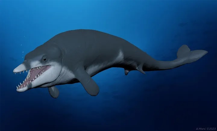 Tutcetus rayanensis, ένα νέο γένος και είδος αρχαίων βασιλοσαυρίδων φαλαινών, ηλικίας 41 εκατομμυρίων ετών από την Αίγυπτο.