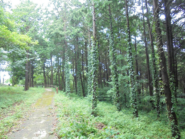 弥生の森の遊歩道