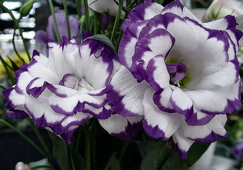  LISIANTO (EUSTOMA GRANDIFLORUM)  A flor do Lisianto - linda como uma rosa!