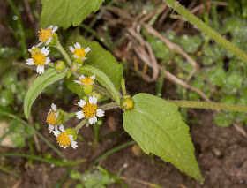 Galinsoga quadriradiata, Shaggy-soldier.   Hayes Street Farm, 1 December 2014.