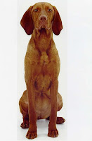 Vizsla Image