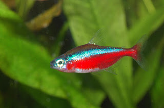 cardinal tetra