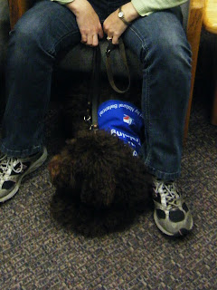 Alfie lying down between my feet as I sit in a chair; most of his body is under the chair