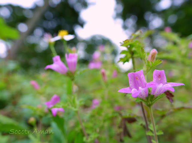 Phtheirospermum japonicum