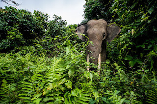 A Sumatran bull elephant peering out of the jungle