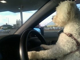 funny dogs, funny dog pictures, dog driving car, dog pictures, awesome dog drives car, cool dogs drive cars