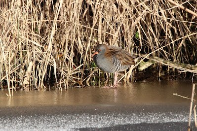 Wetterhintsje - Waterral - Rallus aquaticus