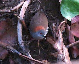 Gray-breasted Crake