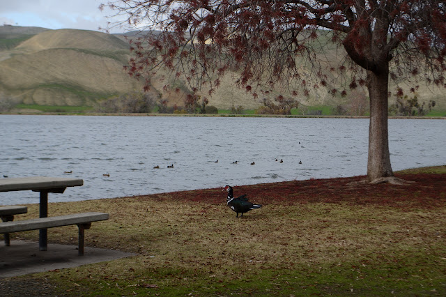 goose by picnic table