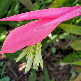 Nome científico: Billbergia nutans Nomes comuns: bromélia, bilgérgia, lágrimas-de-rainha[Por]; Queen's Tears[Ing]. Família: Bromeliaceae