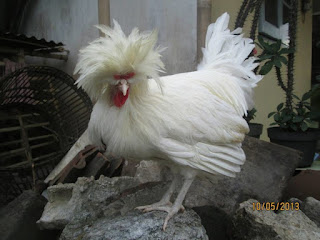 Ayam Jambul Poland Bulu
Kapas