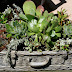 Succulents in a Suitcase!